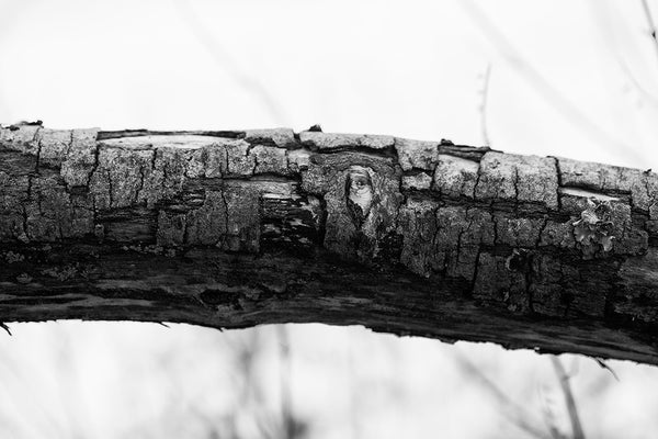 Black and white detail photograph of the rough, cracked bark on a large fallen tree branch.