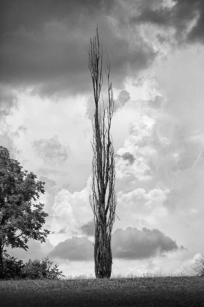 Black and white landscape photograph of tall, thin tree standing against the moody turmoil of a stormy sky.