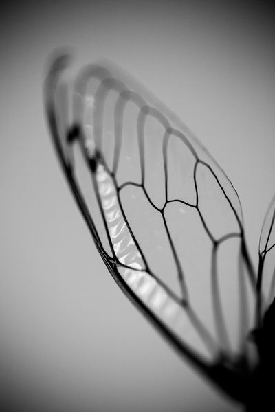 Cicada Wing: Black and White Photograph (A0020427)
