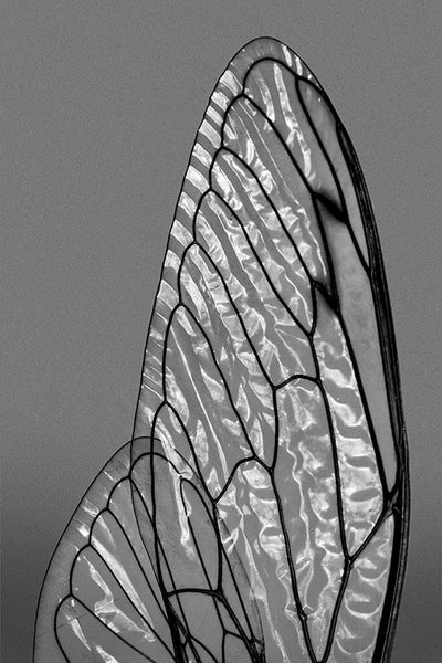 Black and white macro photograph of light shimmering on the facets of transparent, shiny cicada wings.
