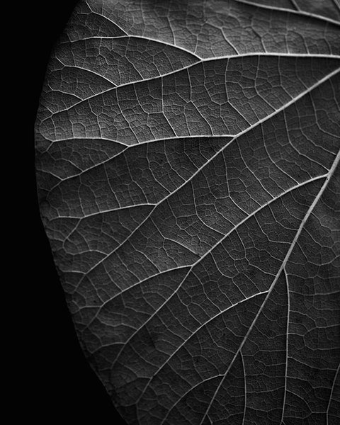 Black and white photograph of the detailed vein structure of a leaf in summer, dramatically cropped and subtly lighted to emphasize the lines.
