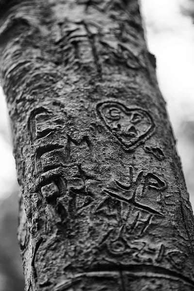 Black and white photograph of hearts and initials carved into a tree along a forest hiking path.