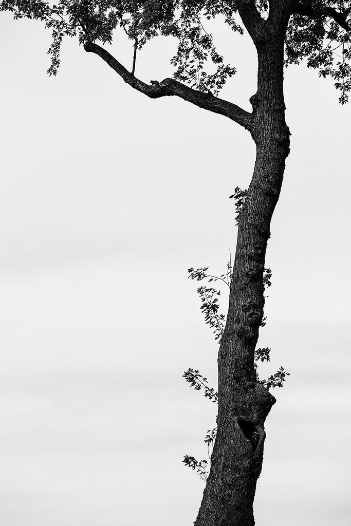 Black and white landscape photograph of a beautiful tall tree standing before a plain sky. Look closely and you can see the silhouette of a squirrel in the crook of the branch.