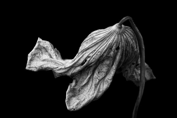 Black and white photograph of a large lotus plant leaf that has dried and twisted into a beautifully textured shape, still clinging to its stem. Photographed against a black background for dramatic effect.