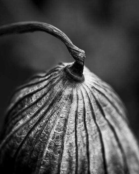 Black and white detail photograph of the beautifully textured stem and leaf of a dried American Lotus plant, photographed in the pond where it had grown.