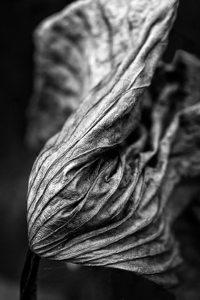 Black and white detail photograph of a beautifully twisted and textured American Lotus leaf, photographed in the pond where it thrived. Lotus leaves are like large elephant ears while alive; curling, twisting, and rolling-up into wonderfully expressive shapes after the plant dies.