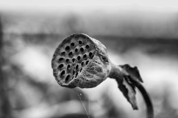 Black and white landscape photograph of an American lotus seed pod in a pond in late autumn, with spider webs clinging to its edge.