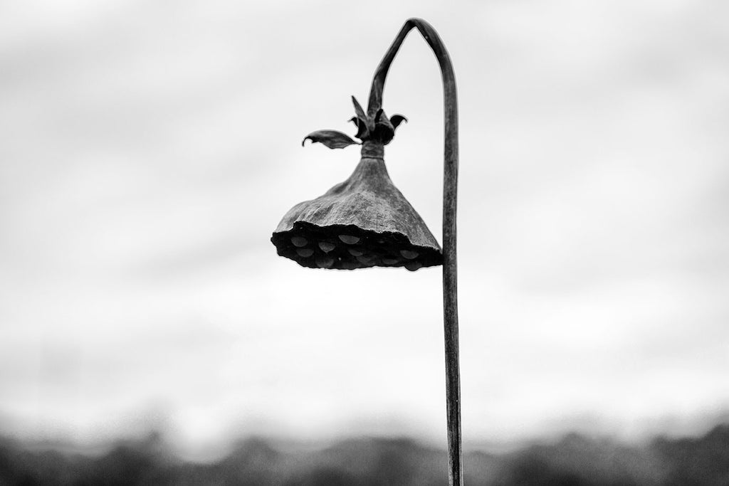 Black and white landscape photograph of an American lotus seed pod dangling on a curved stem along the shore of the pond where it grew.