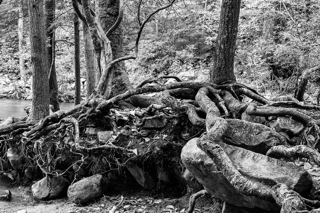 Black and white landscape photograph of tangled tree roots holding large rocks on the edge of a pond in the forest