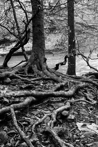 Black and white landscape photograph of thick and tangled tree roots on the shore of a pond in the forest.