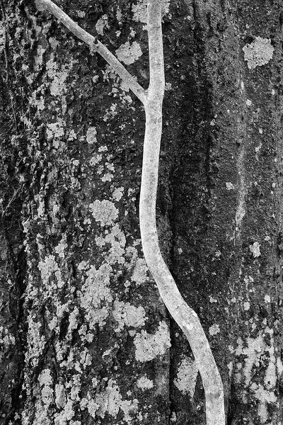 Black and white close-up photograph of a slender young sapling in front of the rough bark of an old tree.