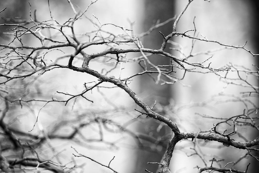 Black and white landscape photograph of a barren tree branch photographed in an atmospheric southern forest in winter.
