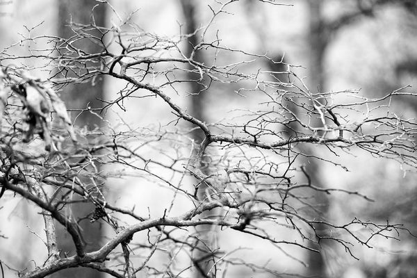 Black and white landscape photograph of a barren tree branch photographed in an atmospheric southern forest in winter. Available individually or as part of a set of two with Winter Branch Landscape No. 1.