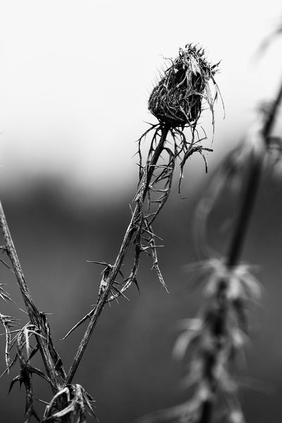 Dark and detailed black and white photograph of a thistle seen on a wintery morning.