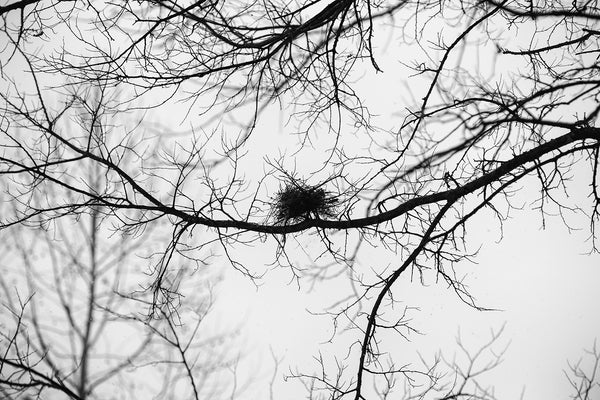 Bird's Nest Among Winter Tree Branches - Black and White Photograph (A0023675)