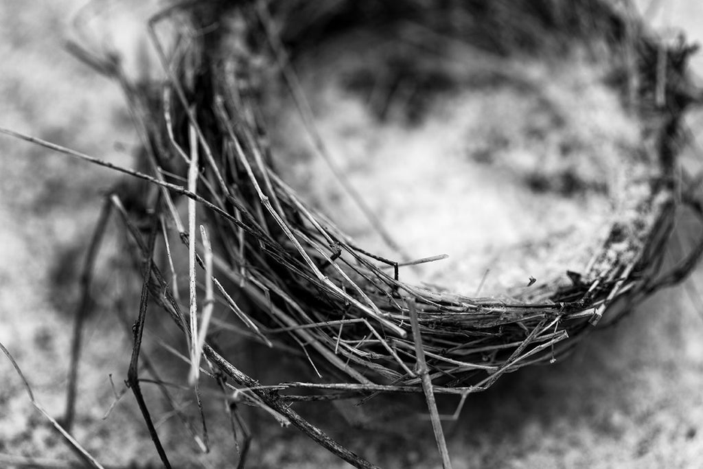 Black and white detail photograph of an abandoned bird's nest found in the snow on the ground