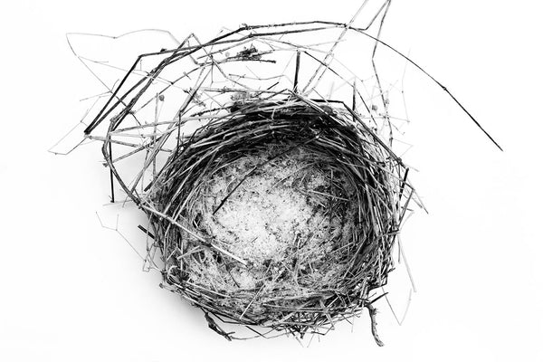 Black and white photograph of an abandoned bird's nest found in the snow