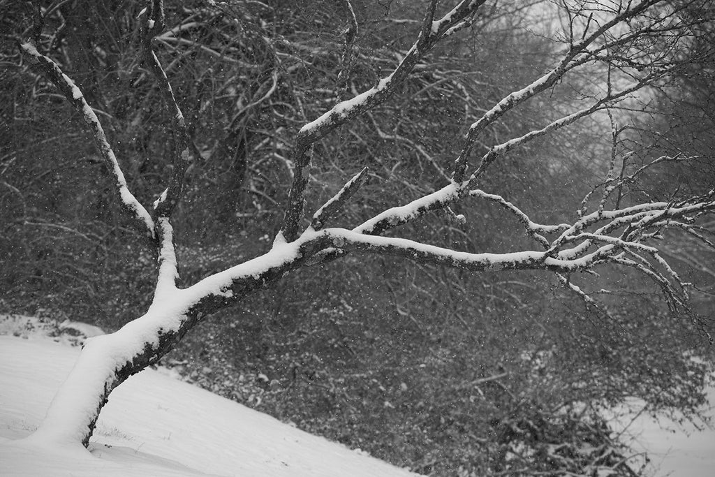 Black and white landscape photograph of a leaning tree covered in a blanket of snow, with snowflakes in the air.