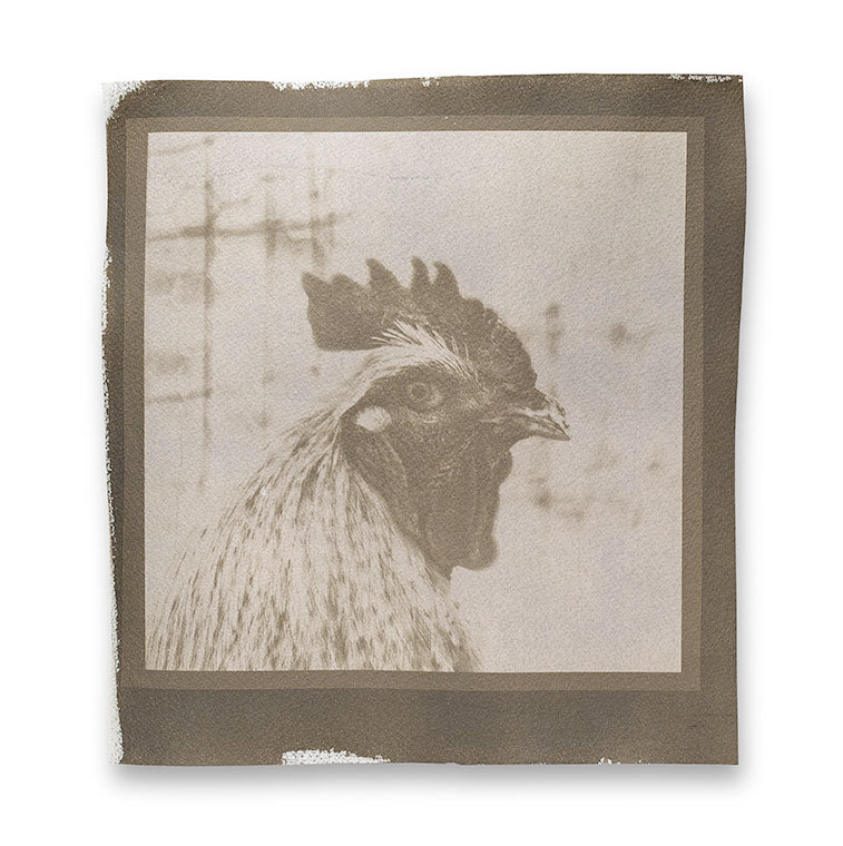 Rooster Portrait -- A Real Cyanotype Print Toned with Black Coffee