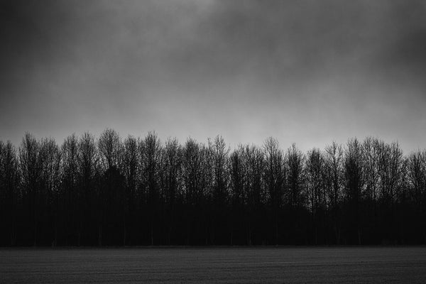 Dramatic black and white photograph of a line of black trees on a dark and rainy day.