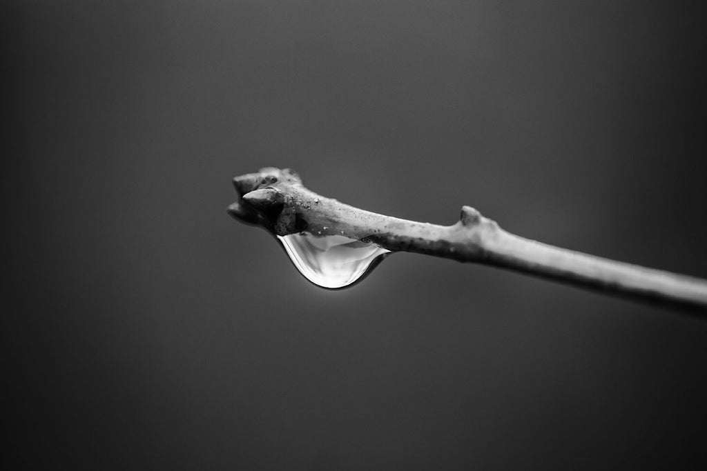Black and white macro photograph of a glowing raindrop dangling from the end of a tree branch on a dark, gloomy day.