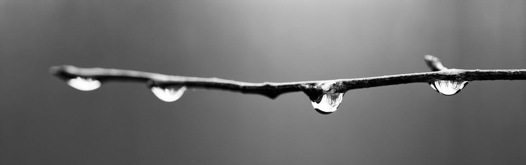 Black and white wide panoramic photograph of four raindrops on a tree branch.