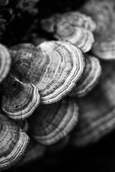 Black and white photograph of a cluster of tree fungus with stripe patterns.
