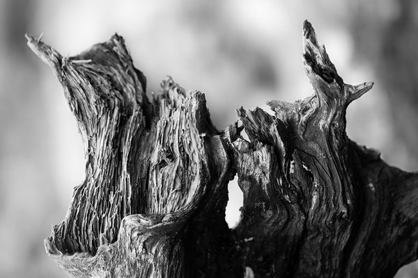 Natural Wood Grain Texture: Black and White Photograph (A0024180)