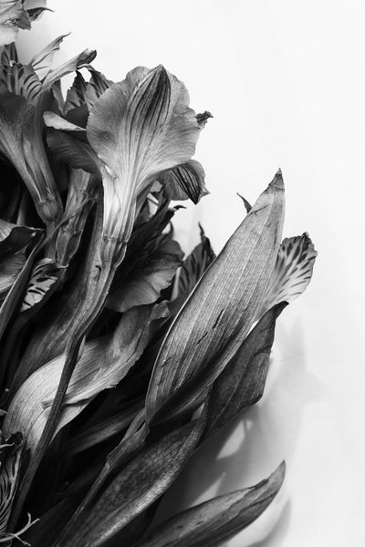 Black and white photograph of a bouquet of withering flowers that were found in a trash can.