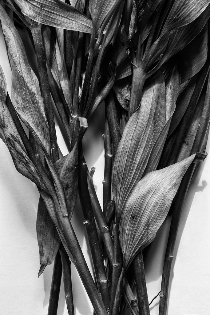 Black and white detail photograph of the textured stems and leaves from a withering bouquet of flowers that were found discarded in a trash can