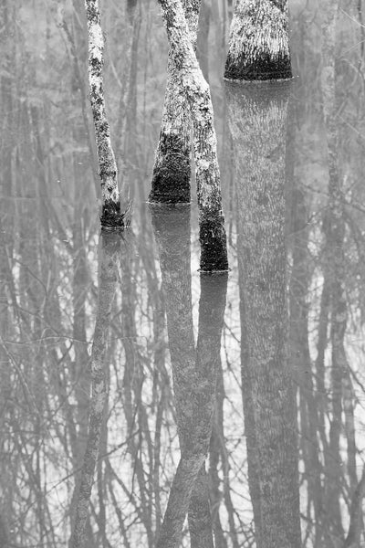 Black and white landscape photograph trees reflecting in the water of a swampy wetland.