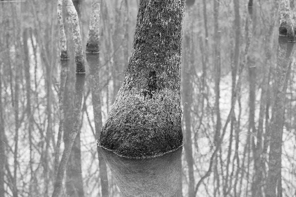 Black and white landscape photograph trees reflecting in the water of a wetland at Moccasin Bend, a landscape that has been continuously occupied for over 12,000 years.