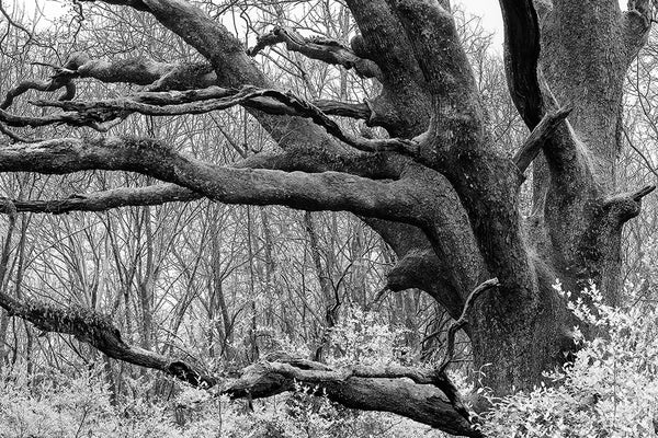 Black and white landscape photograph of a massive, black tree that dominates the surrounding woodlands.