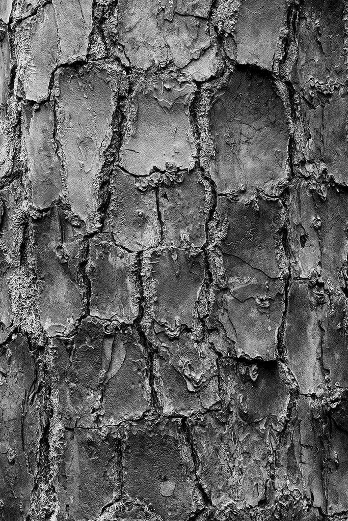 Black and white abstract fine art photograph of pine tree bark discovered in a southern forest
