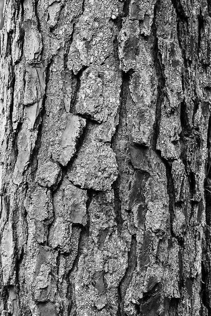 Black and white abstract fine art photograph of highly-textured pine tree bark in the woods of the American south