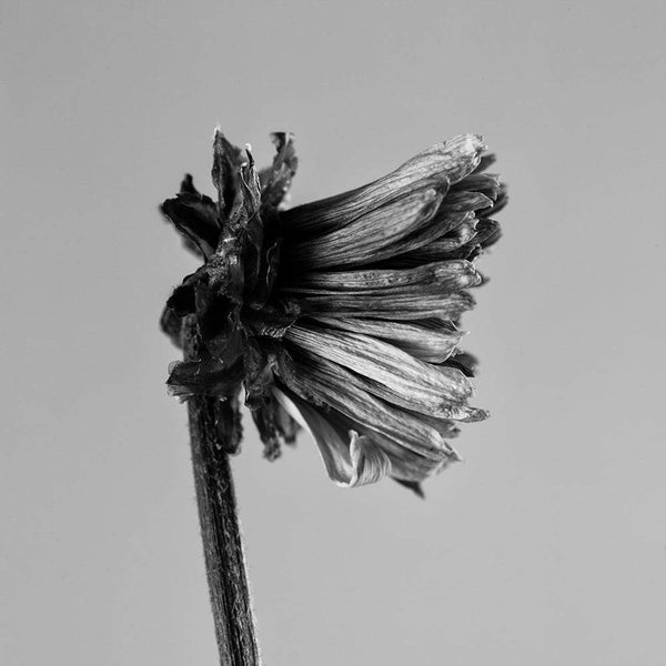 Black and white fine art photograph of a dead flower blossom, shot close-up to capture texture and details