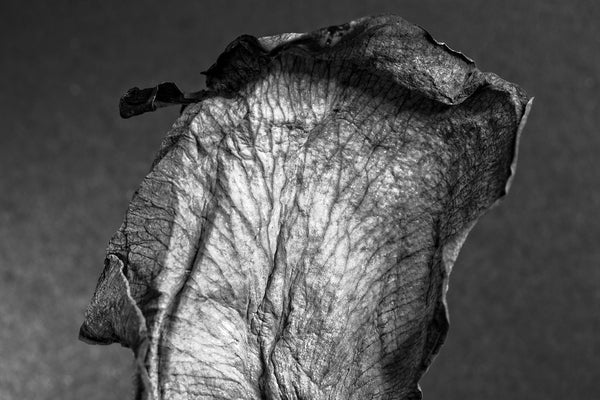 Black and white close-up detail photograph of the wrinkly surface landscape of a dried and withered rose petal.