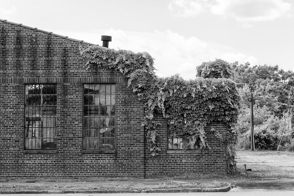 Black and white photograph of ivy on the red brick exterior of an old industrial building.