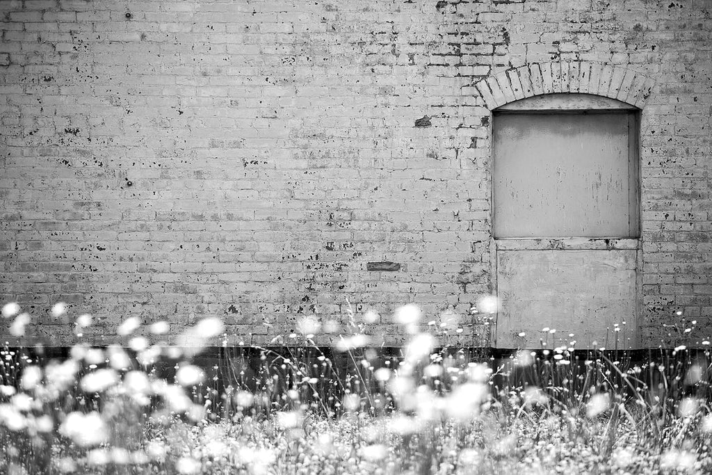 Black and white photograph of sunlit summer wildflowers growing in a vacant lot next to the painted brick wall of a historic old building.