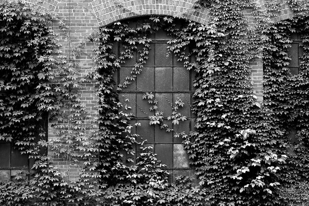 Black and white photograph of the brick exterior and ivy-covered windows of an old 1902 southern textile mill, now retired.