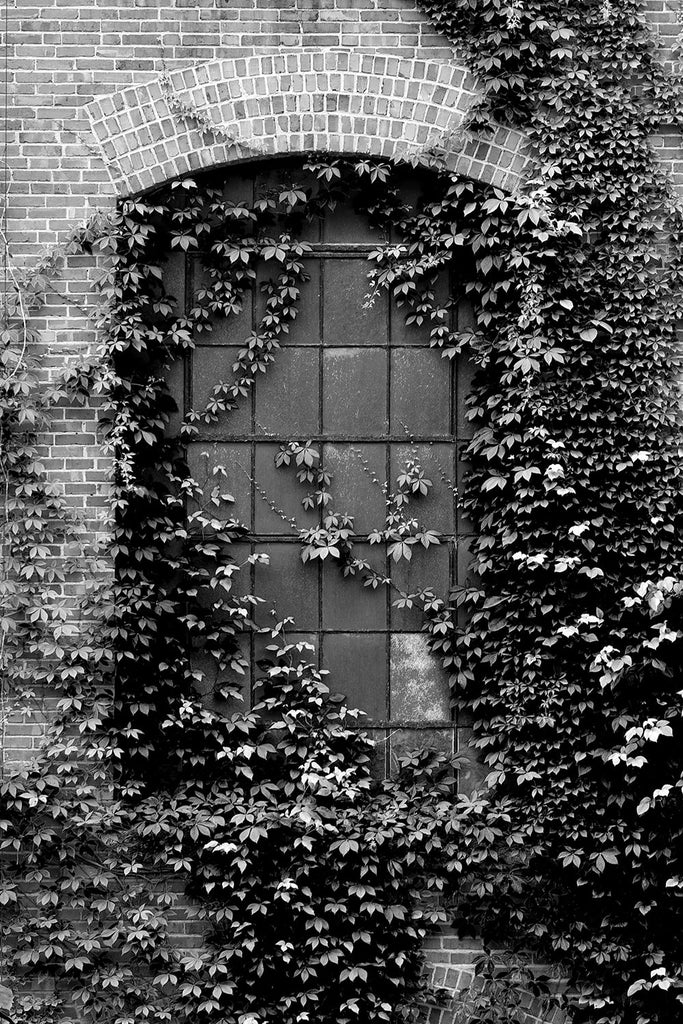 Black and white photograph of an ivy-covered window on an old southern textile mill, built in 1902 and closed in the 1990s.