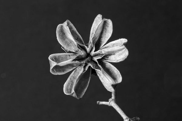 Black and white macro photograph of a tiny delicate, dried pod that looks like a six-pointed star. The pod is only about the diameter of an US dime.