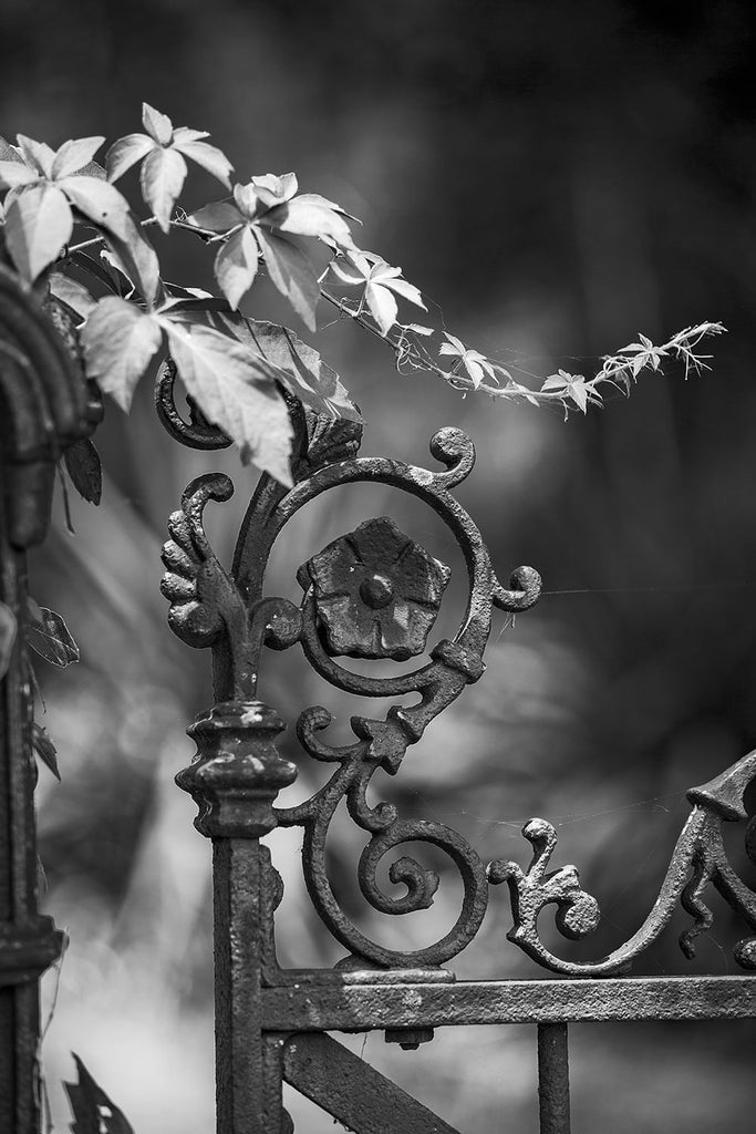 Black and white photograph of a decorative antique ironwork fence with climbing ivy.