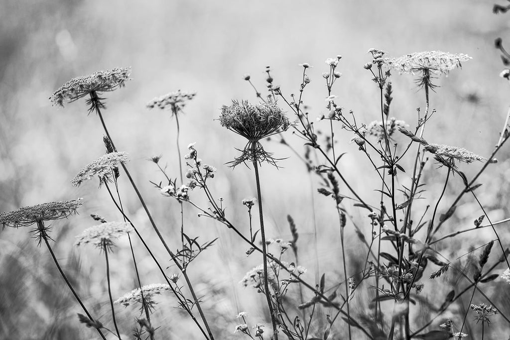Black and white photograph of Queen Anne's Lace and wildflowers growing in a field on a sunny summer afternoon.