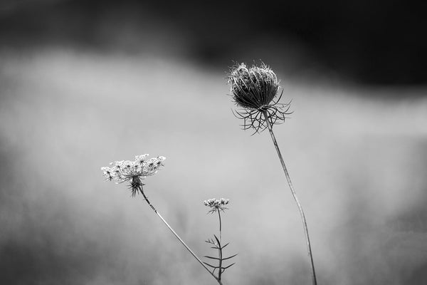 Black and white photograph of Queen Anne's Lace (Daucus Carota) in a rural pasture on a hot summer day.