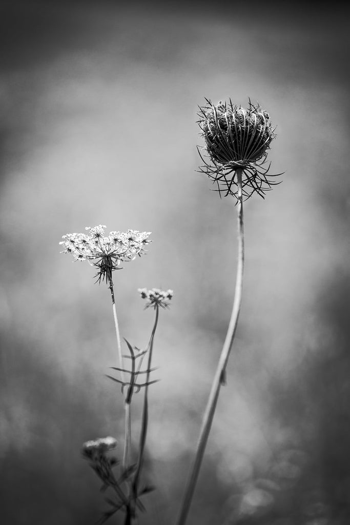 Black and white photograph, in vertical composition, of Queen Anne's Lace on a hot summer day. Queen Anne's Lace is also known as daucus carota, wild carrot, bird's nest, and bishop's lace.