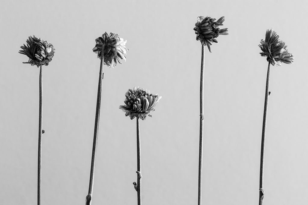 Black and white photograph of five small dried flower blooms on their long stems, arranged in a row