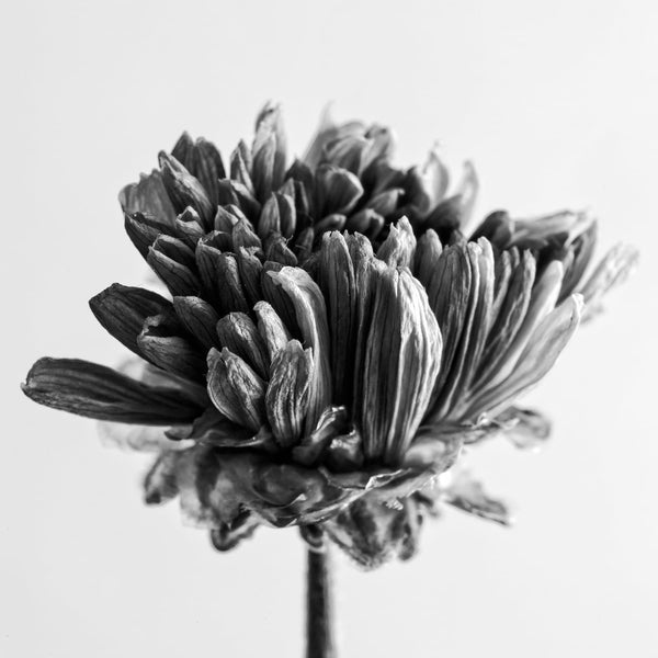 Black and white macro photograph of a beautifully textured dried flower blossom. (Square format)