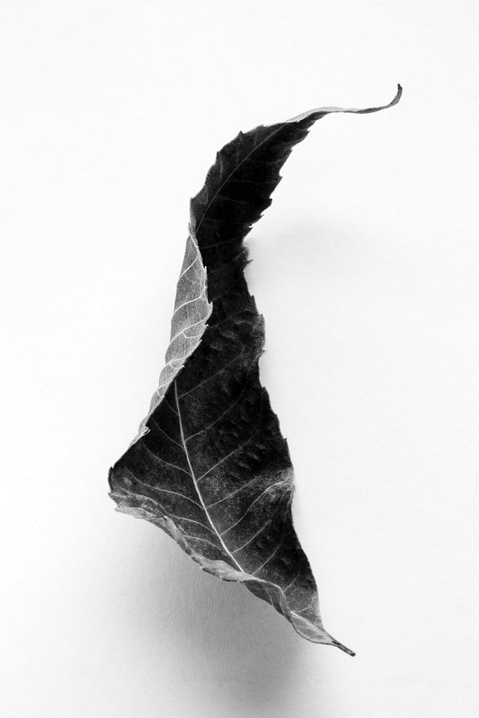 Black and white macro photograph of curled fallen Black Walnut leaf.