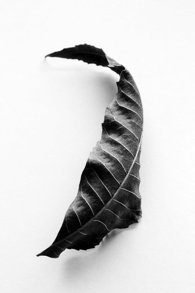 Black and white detailed photograph of dried, curly, fallen leaf from a Black Walnut tree. 